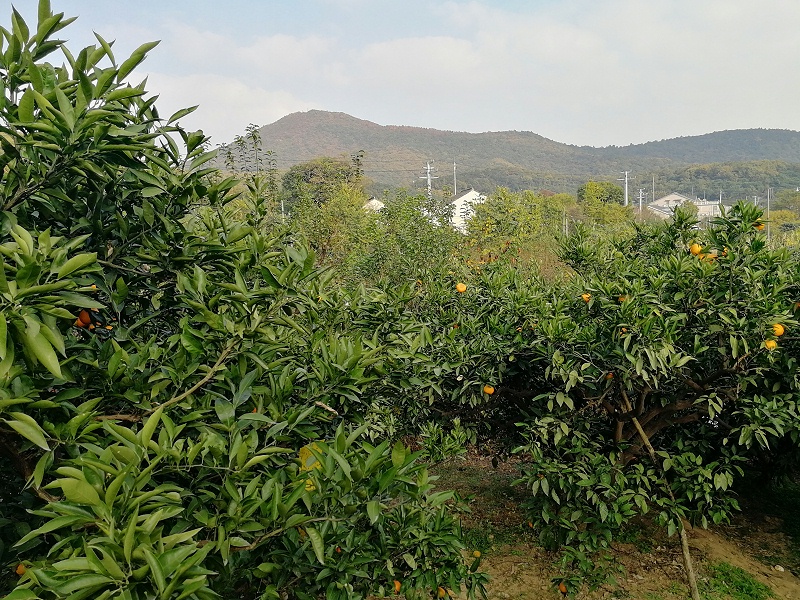 开云app莱斯特城赞助商名单组织员工长广溪湿地公园徒步活动